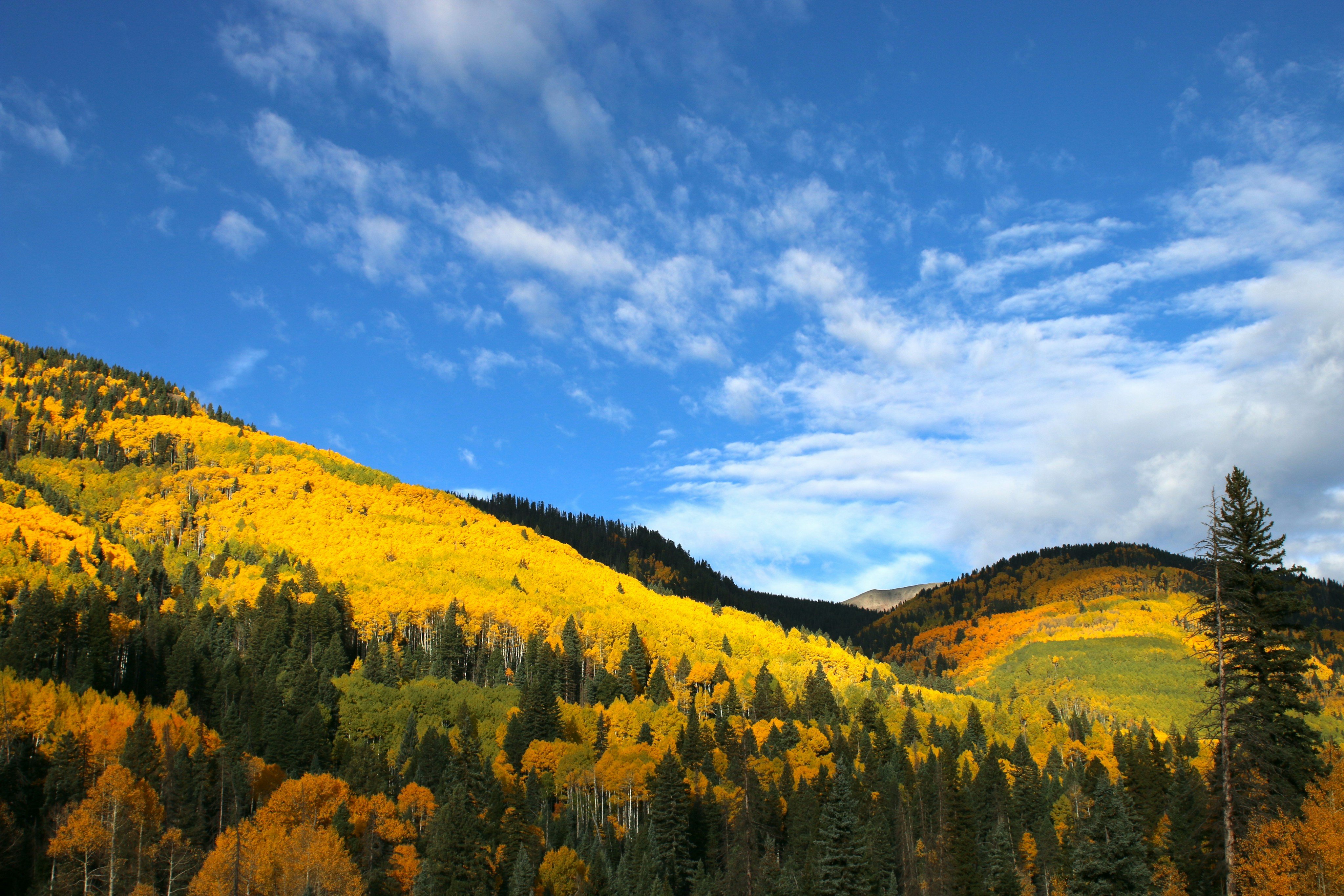 Golden aspen hillside in fall, Colorado