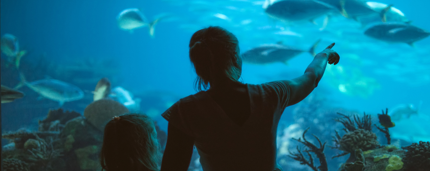 Gulfarium: Fun with Family