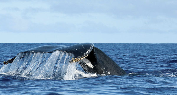 It's Time For Whale Watching Maui!