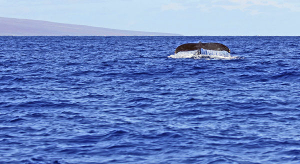 Heaven On Earth, The Maui Way!
