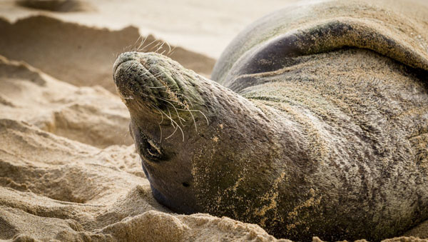3 Fabulous And Free Things To Do On Your Maui Vacation