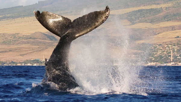 Celebrate With Other Maui Whale Lovers In February