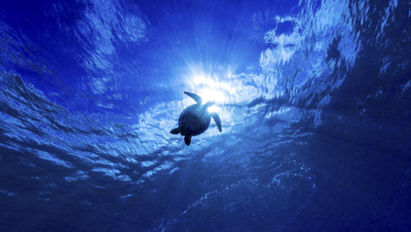 Swim With Turtles On Your Maui Vacation