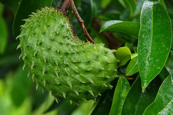 Discover Hawaii's Exotic Fruits