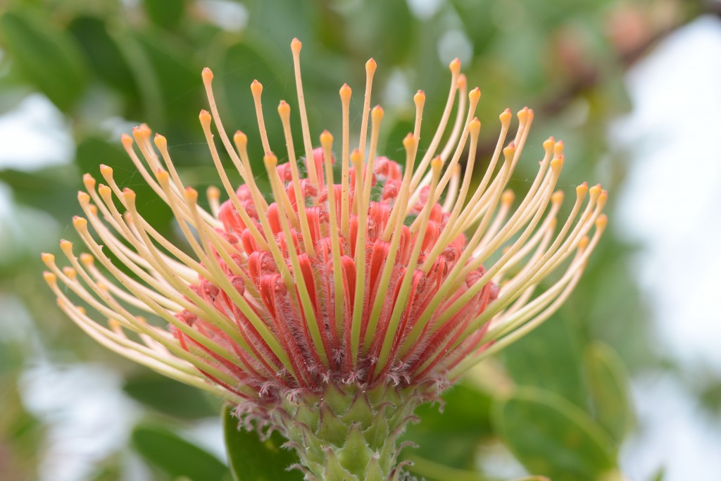 Maui Vacation Day Trip Ideas: Exploring Kula’s Natural Wonders