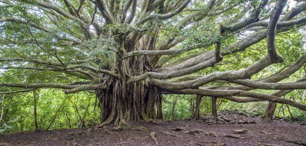 Spend The Holidays Enjoying the Lighting of the Banyan Trees