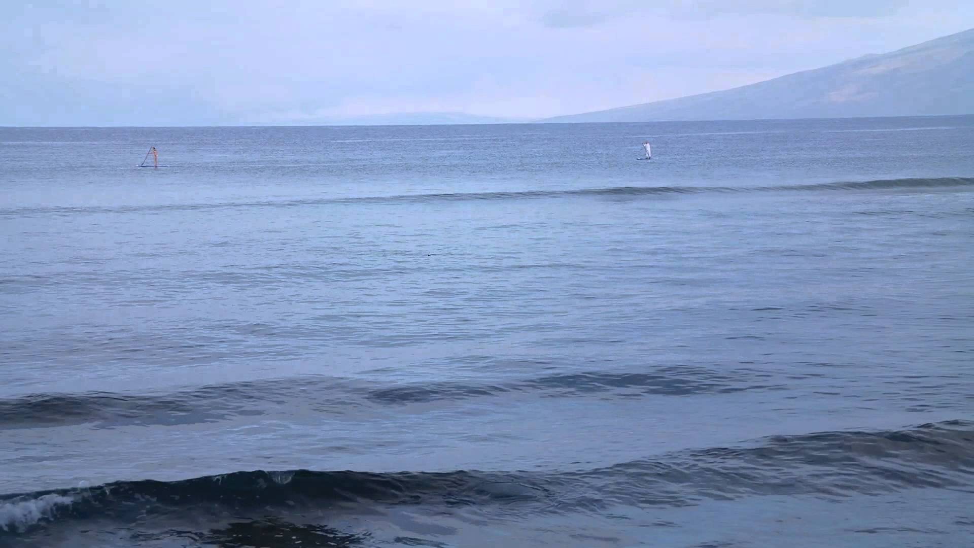 Maui Kai: Frolicking Fins