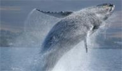 Maui Whale Watching Cruises
