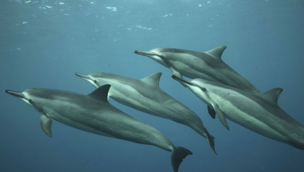 Feel At One With Maui's Spinner Dolphins