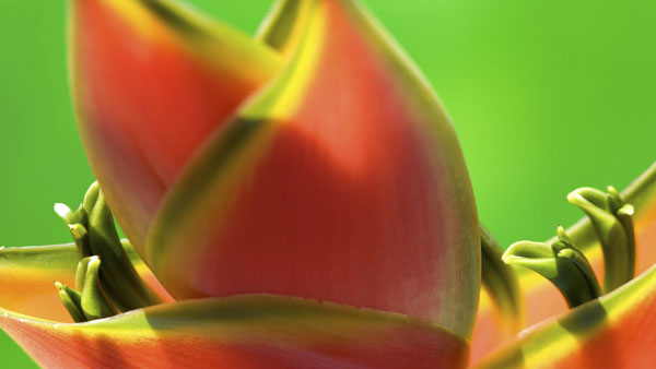 Welcome Spring And Enjoy The Tropical Flowers!