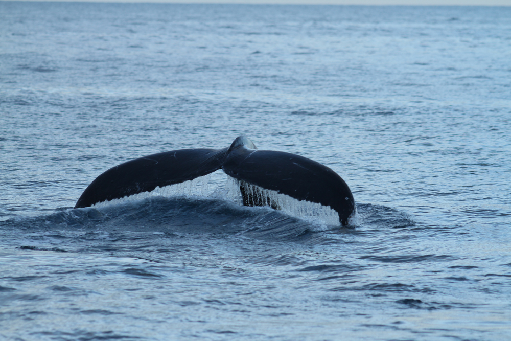 Ka’anapali Beach Resort Offers Winter Whale Watching Getaways