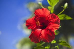 Spend the Night at Our Maui Condos and Attend the Taro Festival