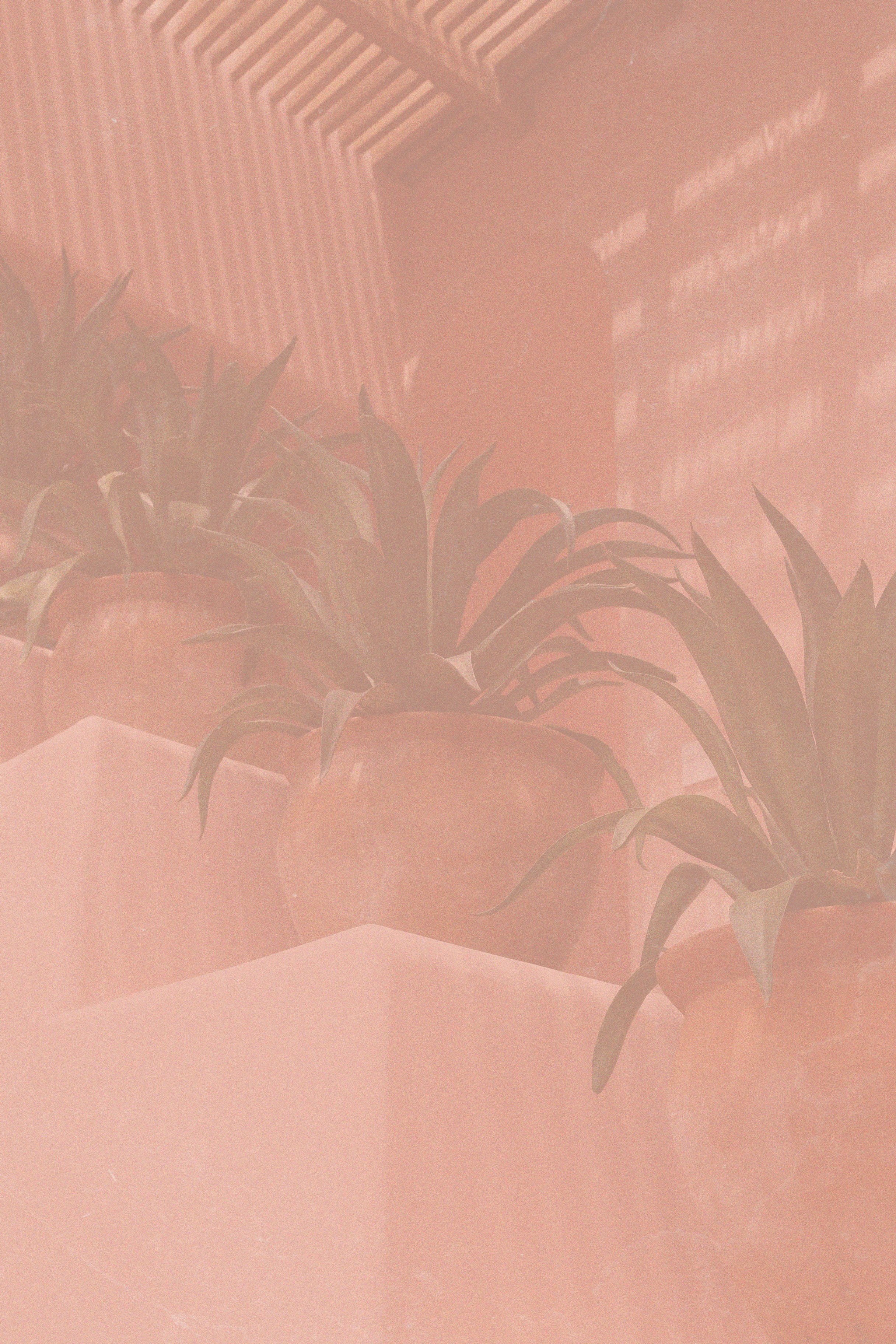 Potted plant with long leaves against pink wall with corrugated metal roof visible above