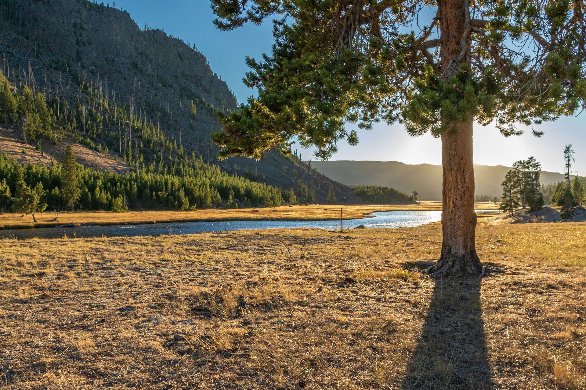 Mountain lake with sandy beach, tall pine tree in foreground, forested slopes and golden meadow under clear sky