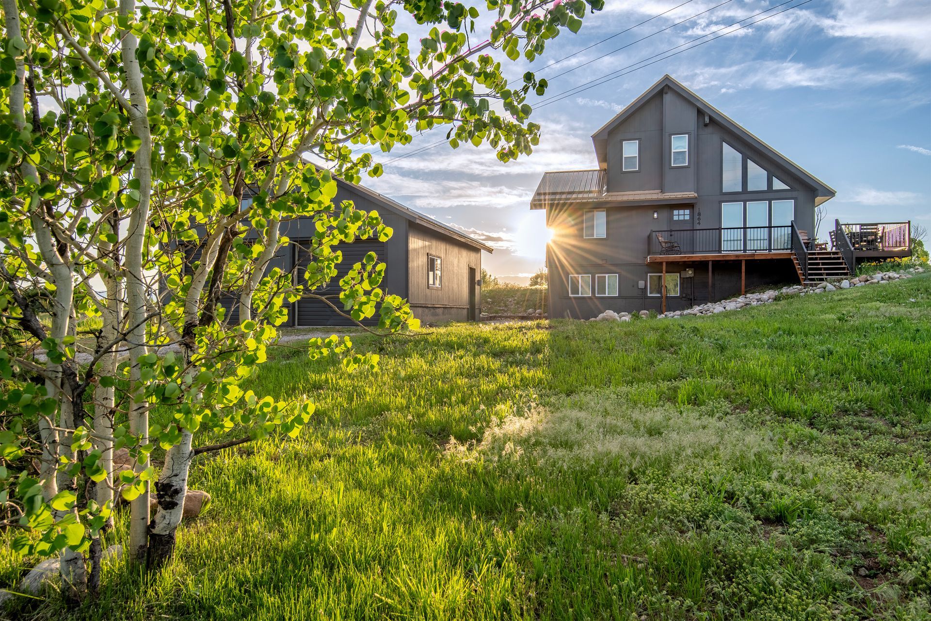 Modern dark brown houses with large windows on grassy property at sunset, framed by birch tree with green foliage